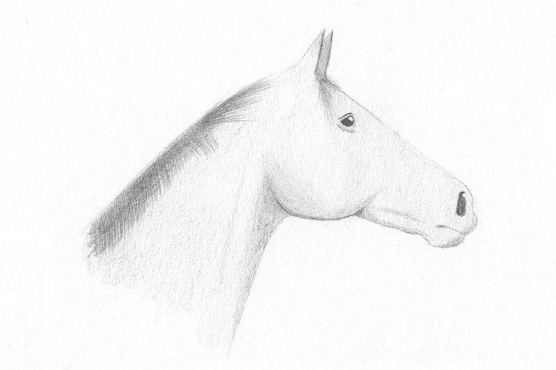 Dessin De Cheval Magnifique Facile blog.traitparfait.fr