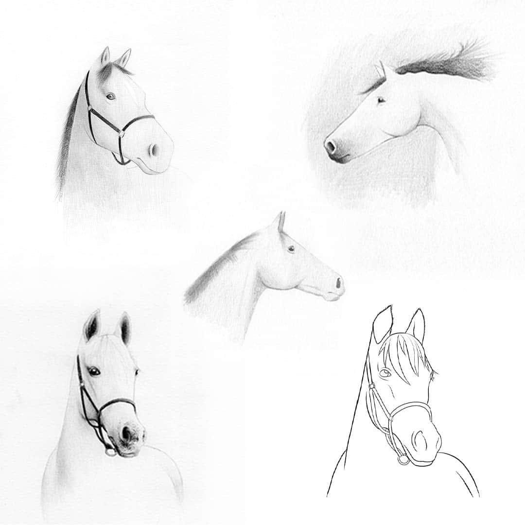 Dessin Cheval Les 5 MEILLEURS Tutoriels Suivre Dessin Cheval Les 5 MEILLEURS Tutoriels Suivre