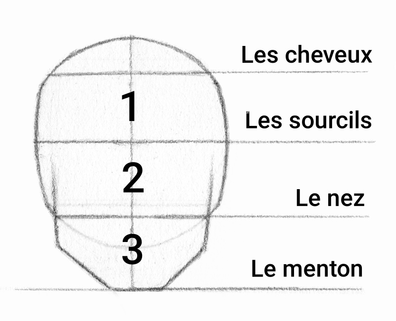 Dessiner Les Proportions Du Visage Dessiner Tout De Suite Et