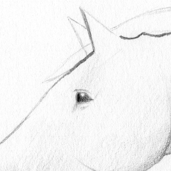 Pour les oreilles, rajoutez simplement un trait légèrement
foncé sur le côté gauche de l'oreille droite.