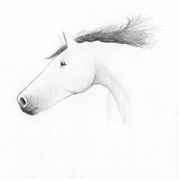 Passez à un crayon 2H pour gagner en précision. N'hésitez pas à
tailler votre crayon pour les poiles les plus fins