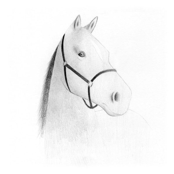 Continuez la crinière en ajoutant des mèches. Utilisez un crayon 2B & 2H (pour les cheveux les plus fins) et faites des mouvements souples. Pour de belles pointes, relâchez votre crayon vers la fin de votre trait.
Aussi, vous pouvez retourner votre feuille pour plus de facilité.