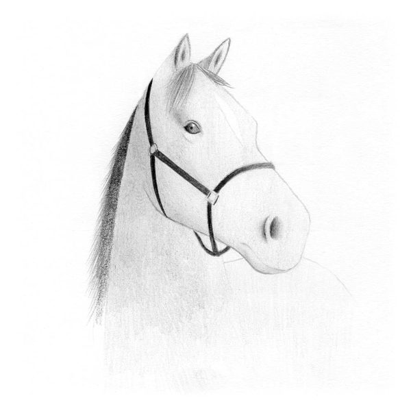 Pour terminer le dessin, rajoutez la crinière sur le haut du front. Faites deux mèches, tout deux commençant sur le haut du front.
L'une à gauche qui descend vers l'arcade, et l'une à droite qui finit en pointe après l'oreille droite.