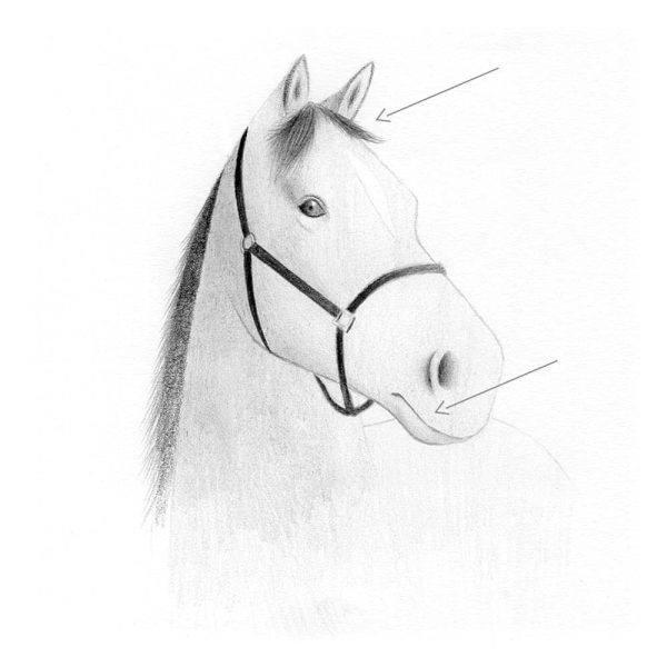 Avec le crayon 2B, traits par traits, apportez des cheveux plus foncé sur les deux mèches. Utilisez ensuite un crayon 2H, pour les poiles les plus fins.
Aussi, retracez avec un 2B le tracé de la bouche pour mieux le faire ressortir.