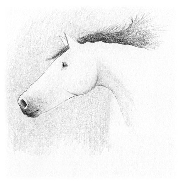 cheval-dessin