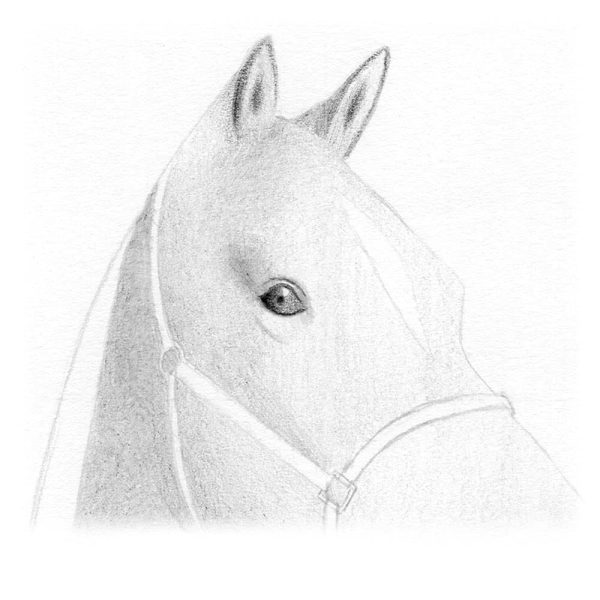 Finissez les oreilles en assombrissant le centre.